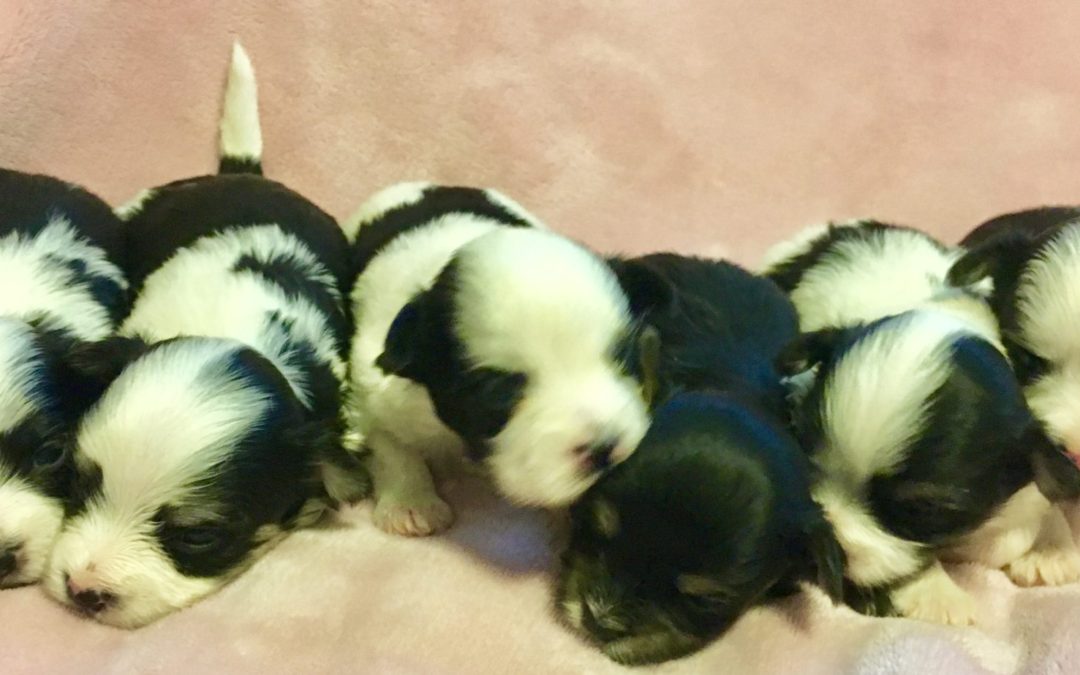 PARTI-MORKIE LITTER BORN 02/21/17