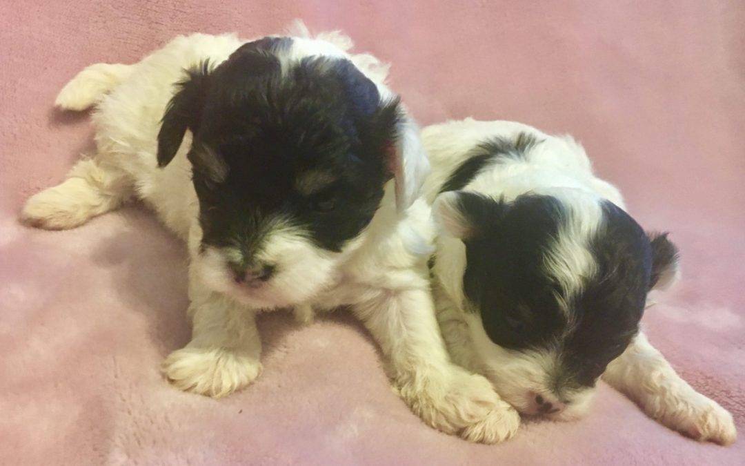 MALTI-POO PUPPIES BORN 02/21/17