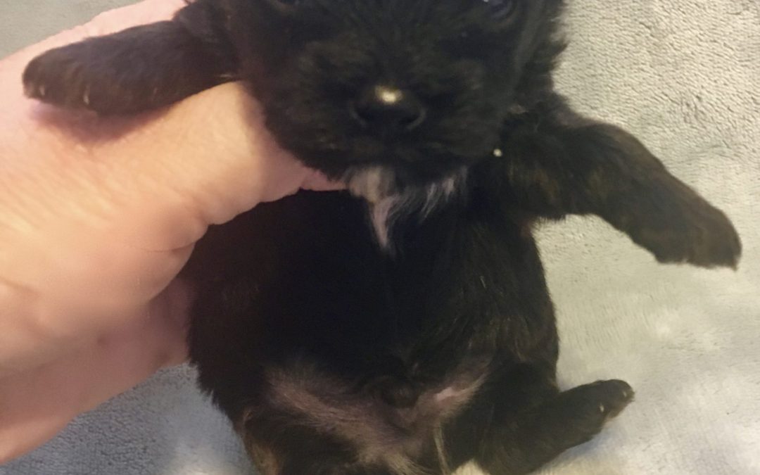 MALE YORKIE-POO BORN 03/01/17