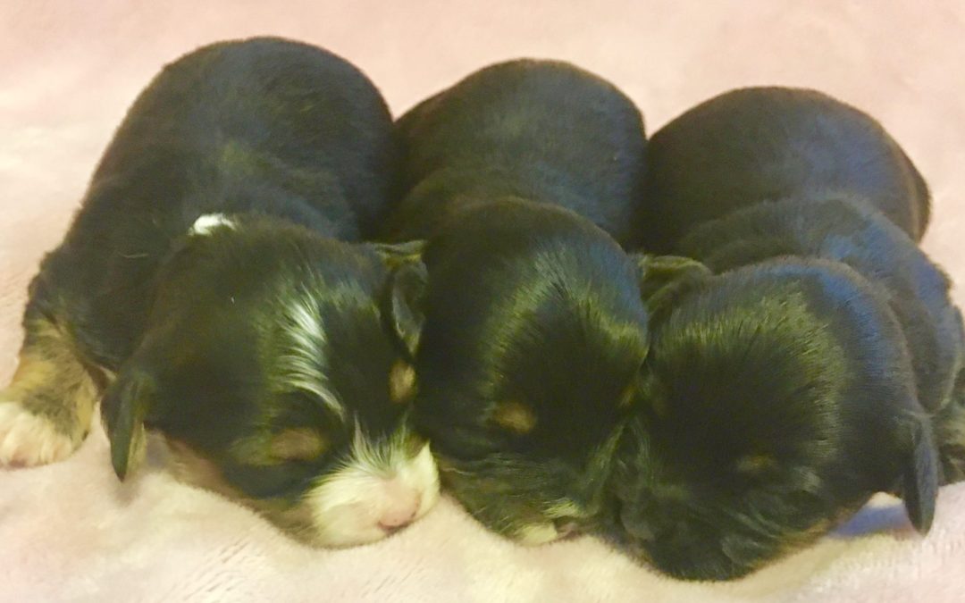 YORKIE-POO PUPPIES BORN 03/03/17