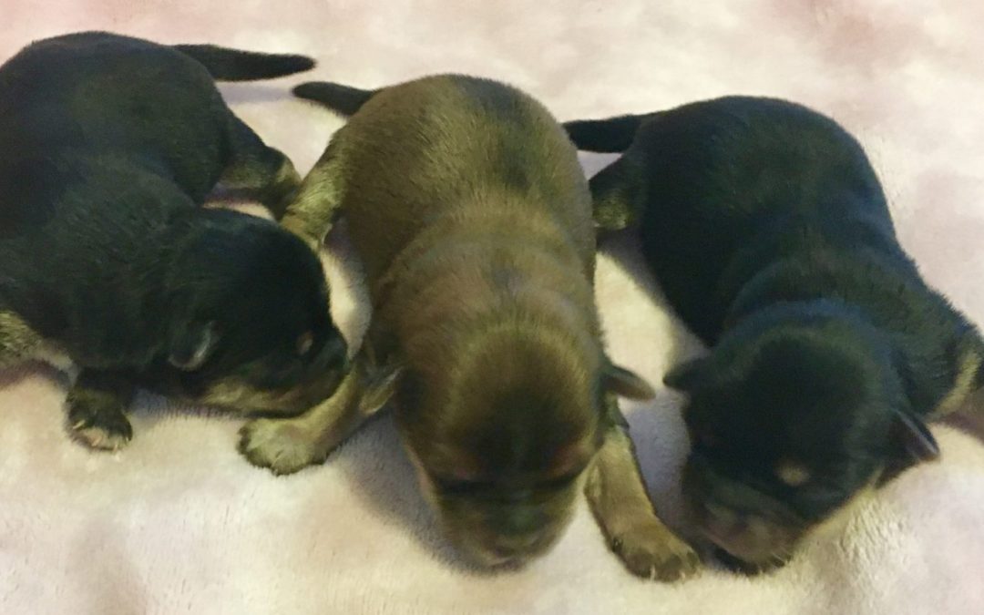 MORKIE PUPPIES BORN 03/12/17