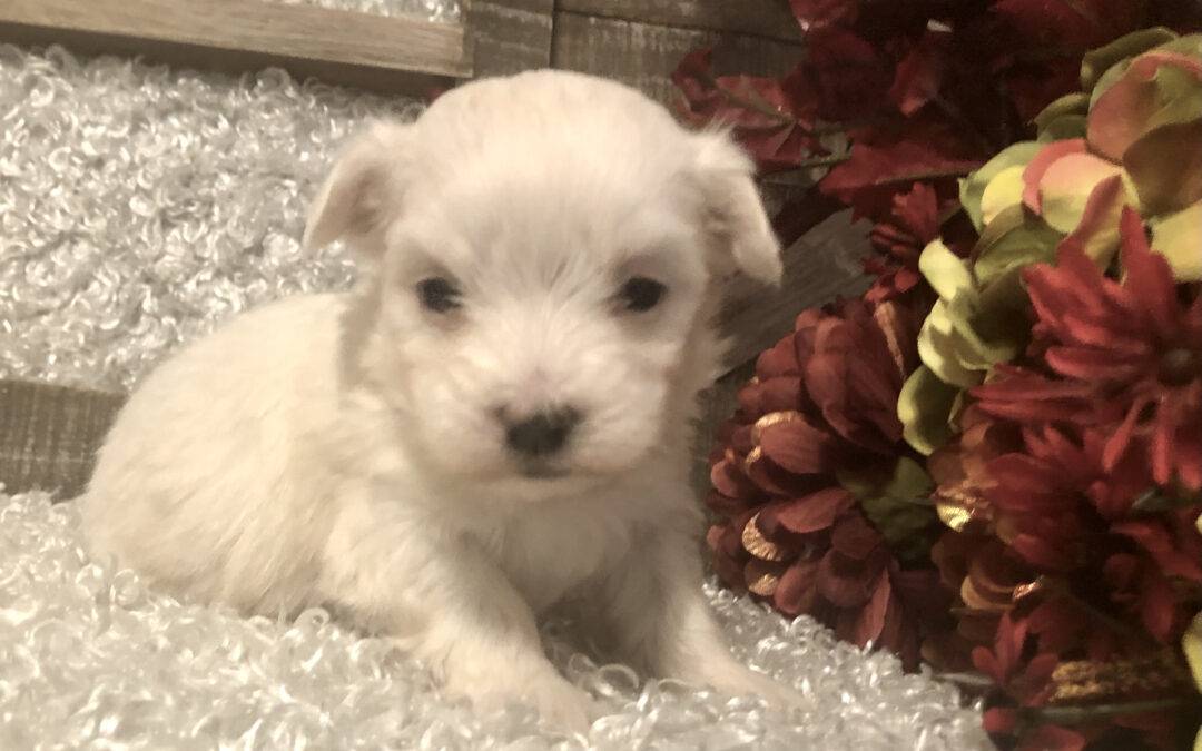 MALE MALTESE PUPPY!!!