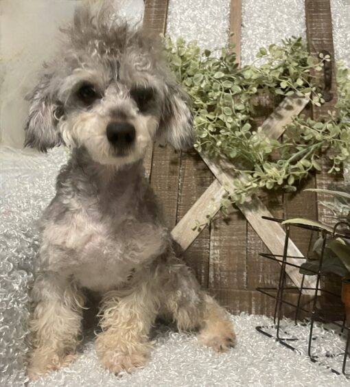 MALE POODLE PUPPY!!! - Image 5