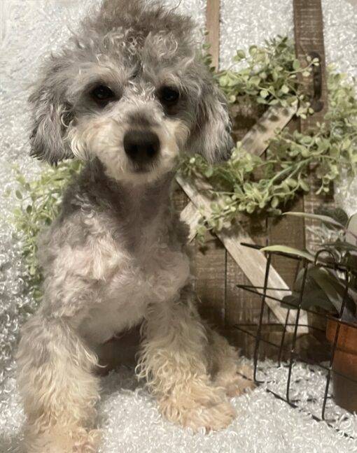 MALE POODLE PUPPY!!! - Image 2