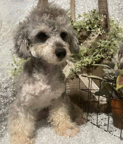 MALE POODLE PUPPY!!! - Image 9