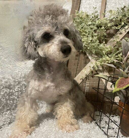 MALE POODLE PUPPY!!! - Image 7