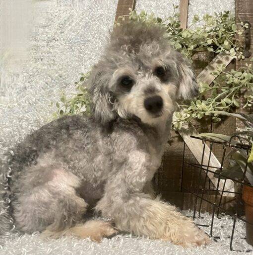 MALE POODLE PUPPY!!! - Image 8