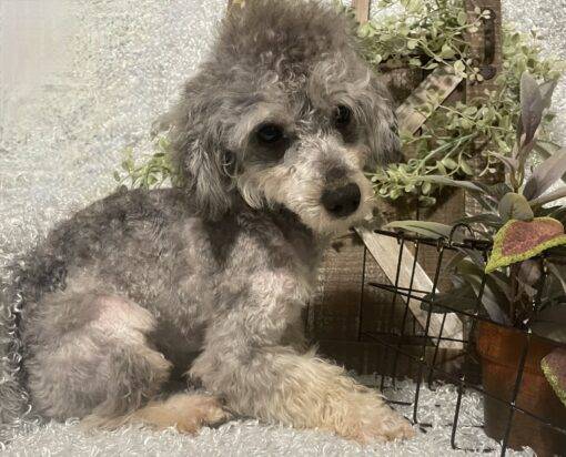 MALE POODLE PUPPY!!! - Image 4