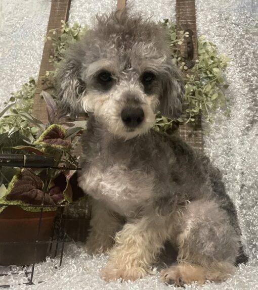 MALE POODLE PUPPY!!! - Image 3