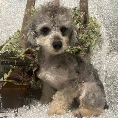 MALE POODLE PUPPY!!!