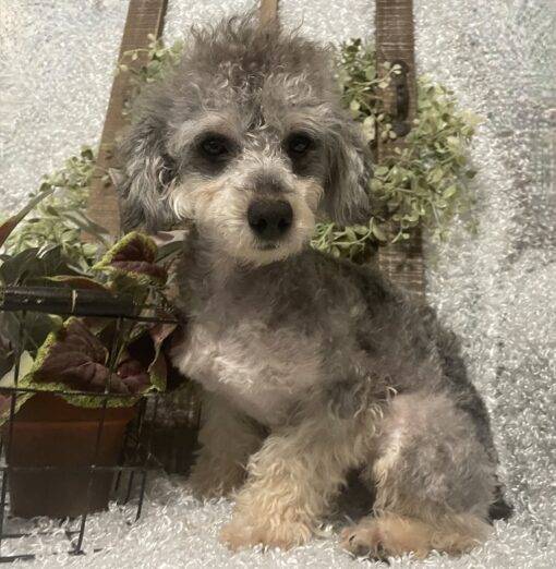 MALE POODLE PUPPY!!!