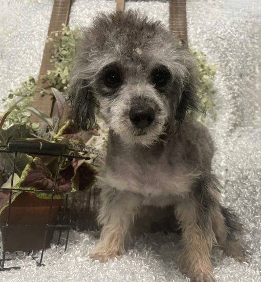 MALE POODLE PUPPY!!! - Image 4