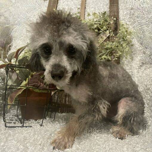 MALE POODLE PUPPY!!! - Image 3
