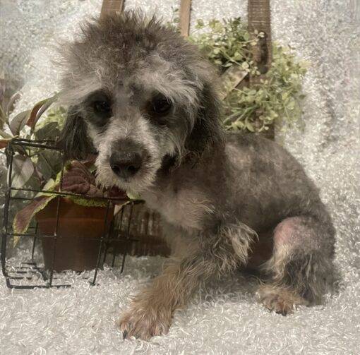 MALE POODLE PUPPY!!! - Image 7