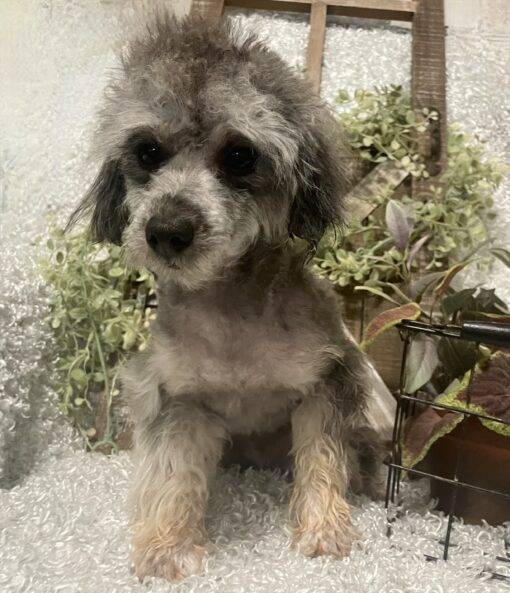 MALE POODLE PUPPY!!! - Image 8