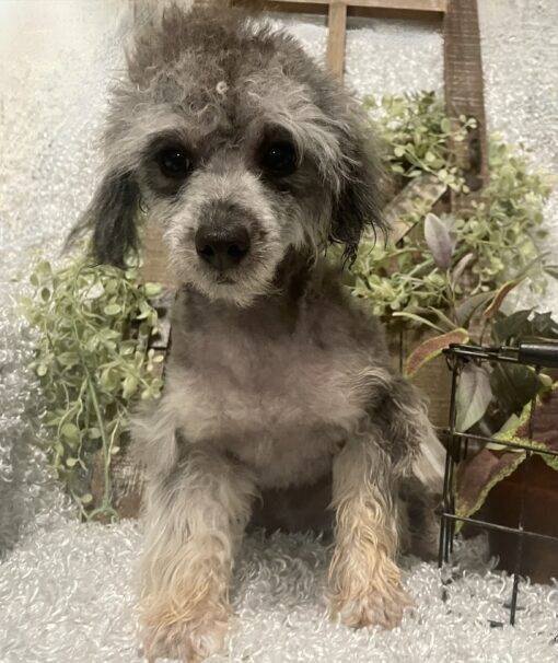 MALE POODLE PUPPY!!! - Image 6