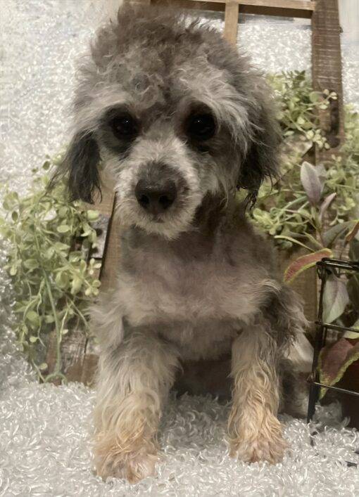MALE POODLE PUPPY!!! - Image 9