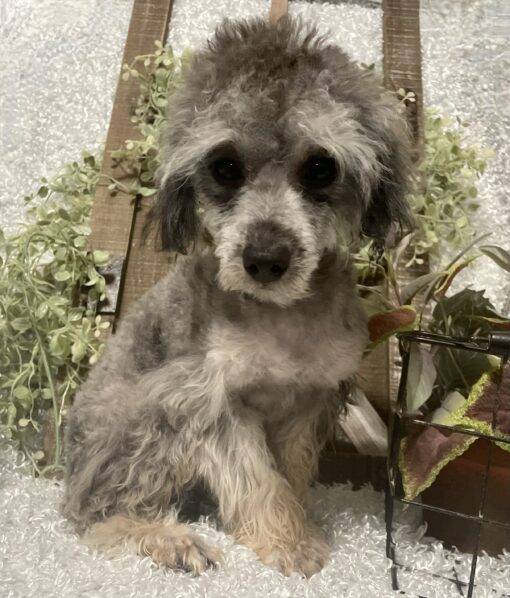 MALE POODLE PUPPY!!! - Image 5