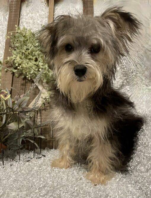 MALE MORKIE PUPPY!!! - Image 11