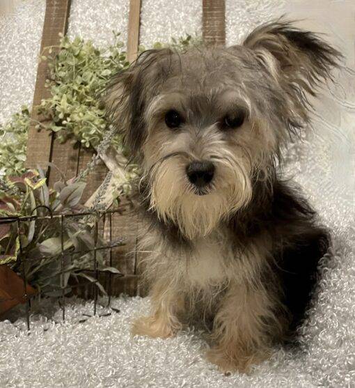 MALE MORKIE PUPPY!!! - Image 13