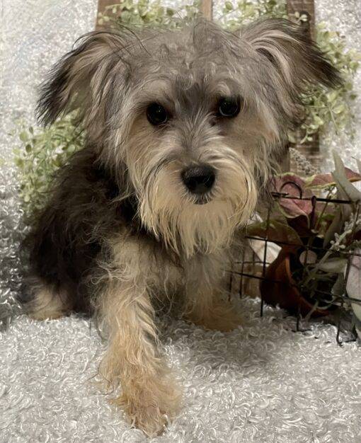 MALE MORKIE PUPPY!!! - Image 10