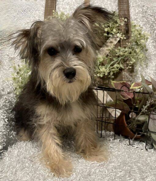 MALE MORKIE PUPPY!!! - Image 12
