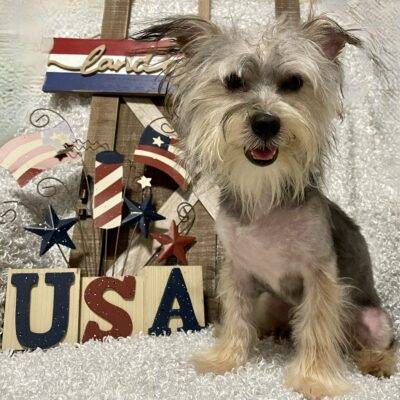 MALE MORKIE PUPPY!!!