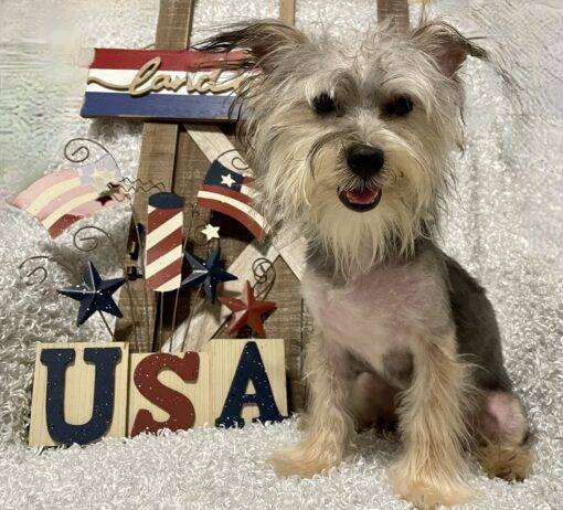 MALE MORKIE PUPPY!!!