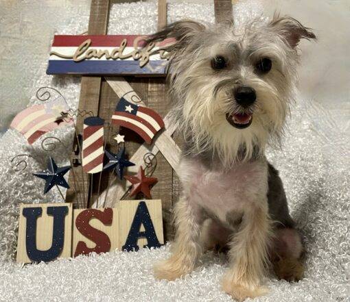 MALE MORKIE PUPPY!!! - Image 4