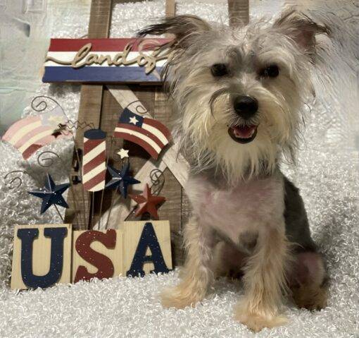 MALE MORKIE PUPPY!!! - Image 9