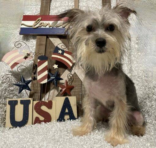 MALE MORKIE PUPPY!!! - Image 2