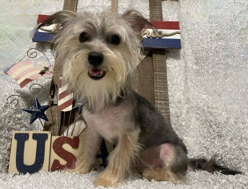 MALE MORKIE PUPPY!!! - Image 3
