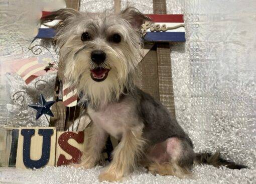 MALE MORKIE PUPPY!!! - Image 6