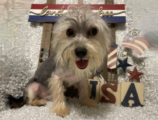 MALE MORKIE PUPPY!!! - Image 7