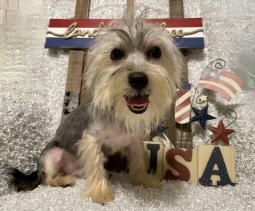 MALE MORKIE PUPPY!!! - Image 5