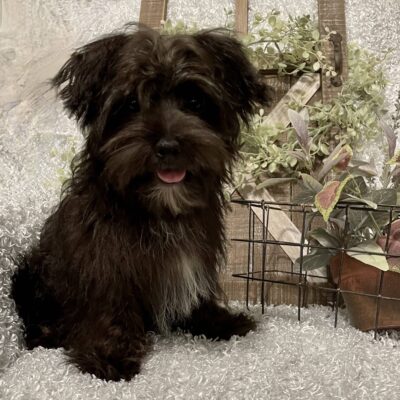 MALE MORKIE PUPPY!!!