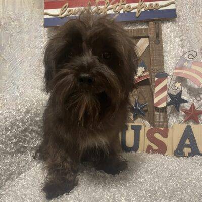 MALE MORKIE PUPPY!!!