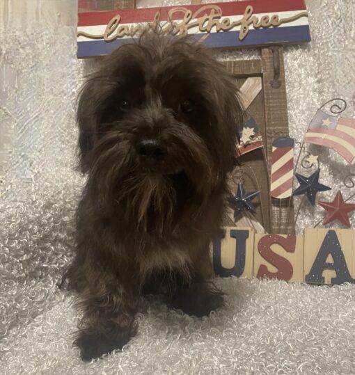 MALE MORKIE PUPPY!!!
