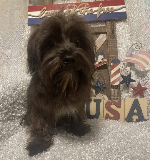 MALE MORKIE PUPPY!!! - Image 7