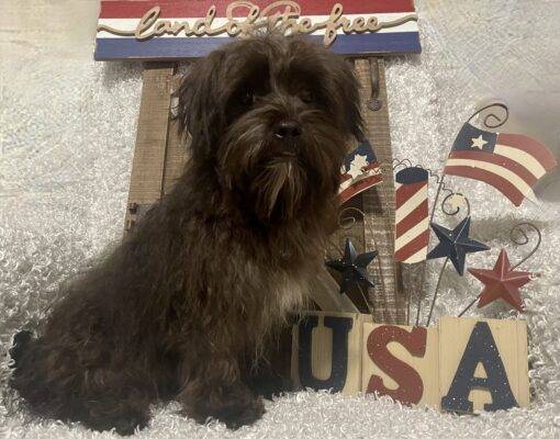 MALE MORKIE PUPPY!!! - Image 5