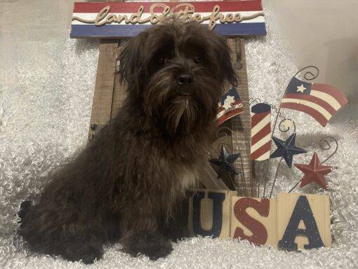 MALE MORKIE PUPPY!!! - Image 8