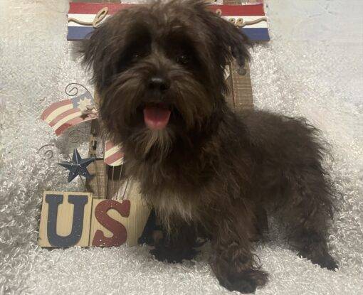 MALE MORKIE PUPPY!!! - Image 9