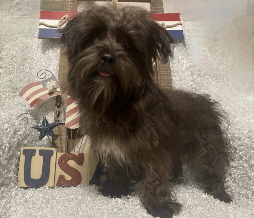 MALE MORKIE PUPPY!!! - Image 4