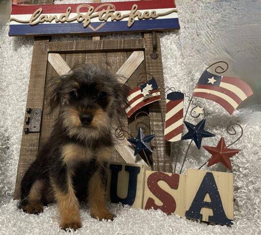 MALE YORKIE POO PUPPY!!! - Image 4