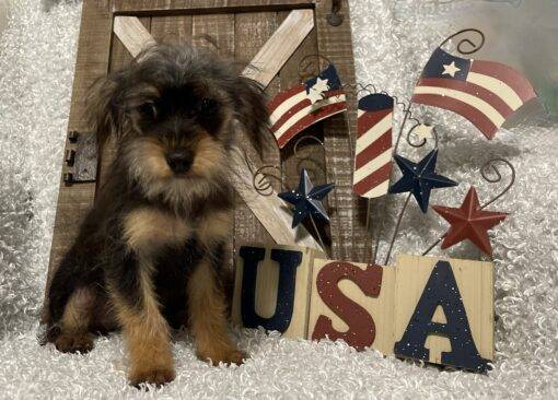 MALE YORKIE POO PUPPY!!! - Image 9
