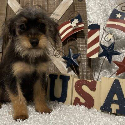 MALE YORKIE POO PUPPY!!!
