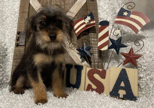 MALE YORKIE POO PUPPY!!!