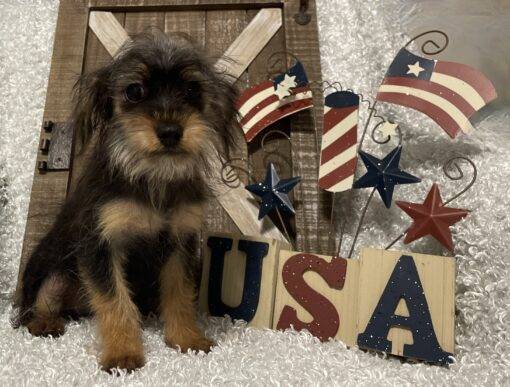 MALE YORKIE POO PUPPY!!! - Image 5