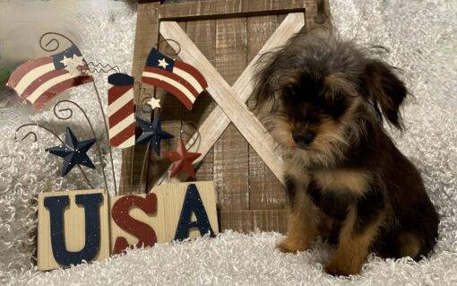 MALE YORKIE POO PUPPY!!! - Image 8