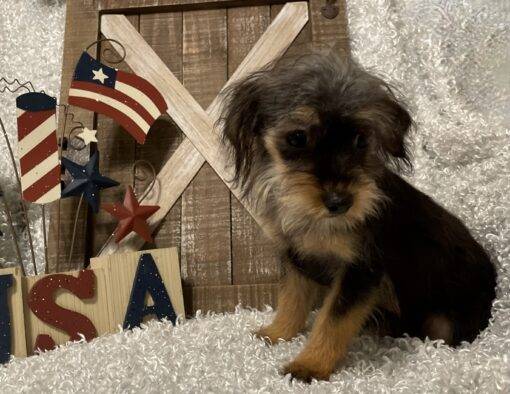 MALE YORKIE POO PUPPY!!! - Image 3
